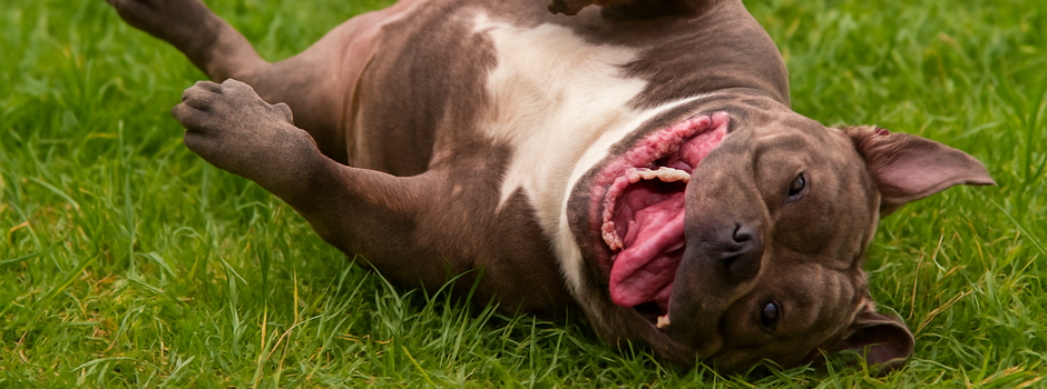 Grey Bully roling leaves.png